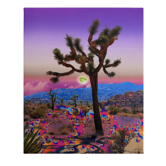 Joshua Tree Moon Canvas